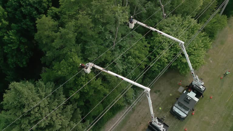 Best Tree Trimming and Pruning  in Cementon, PA