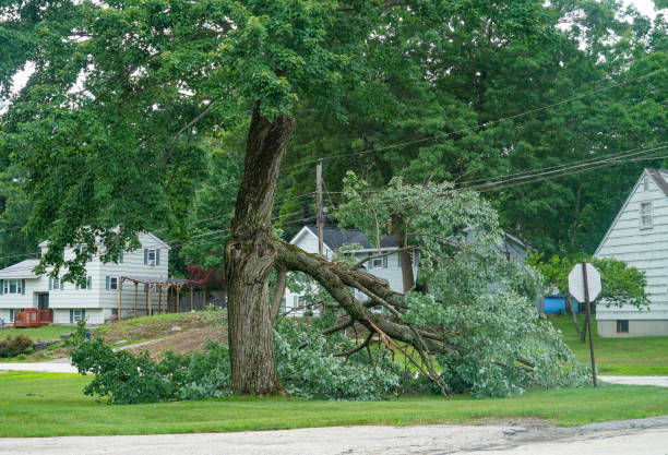 Best Tree Preservation Services  in Cementon, PA