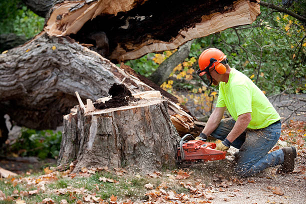 Best Tree Mulching Services  in Cementon, PA